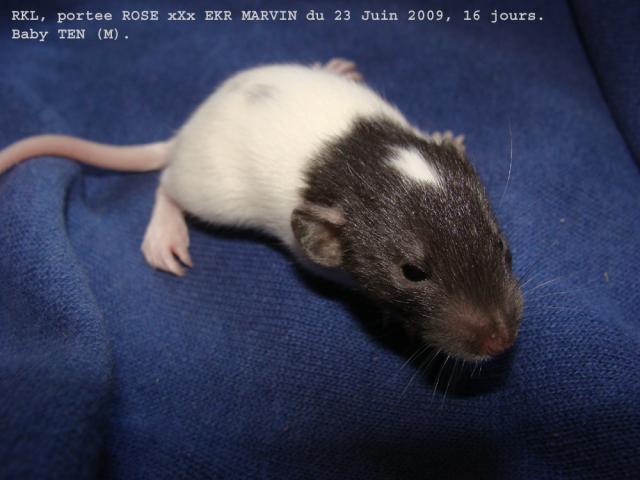 ROSE x EKR MARVIN: 11 ratons à adopter 100% gentils!!!! (33) - Page 2 360_099-10c653a