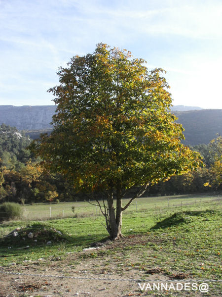 Couleurs d' automne de ma région ( var ) 17-156d023