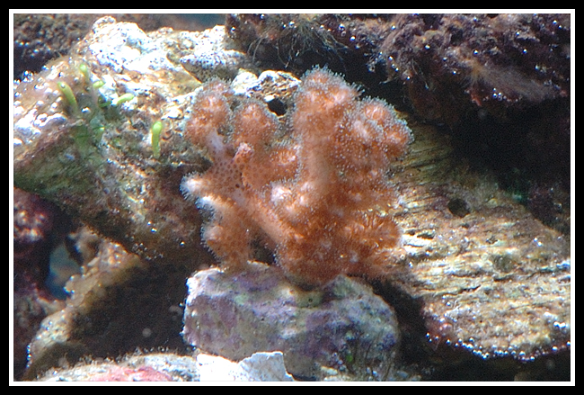 Petit bout de récif "at home" - Page 3 Pocillopora-10125df