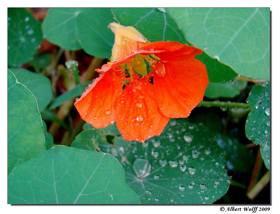 Tombe la pluie 20091008-019-13e6e40