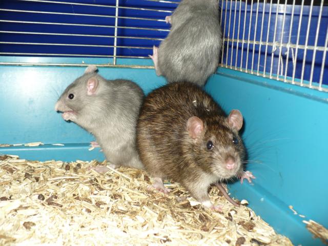 Reese et Dewey, 2 rats bleus adultes cherchent une famille (RP et +) 080-1bed487