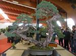 photos du festival international du bonsaï a saulieu Pa090019-213efed