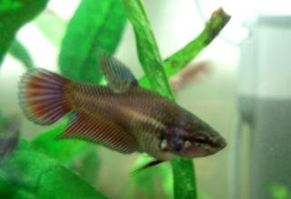 betta femelle à donner (Belgique-Liège) + 2 males 015-951a89