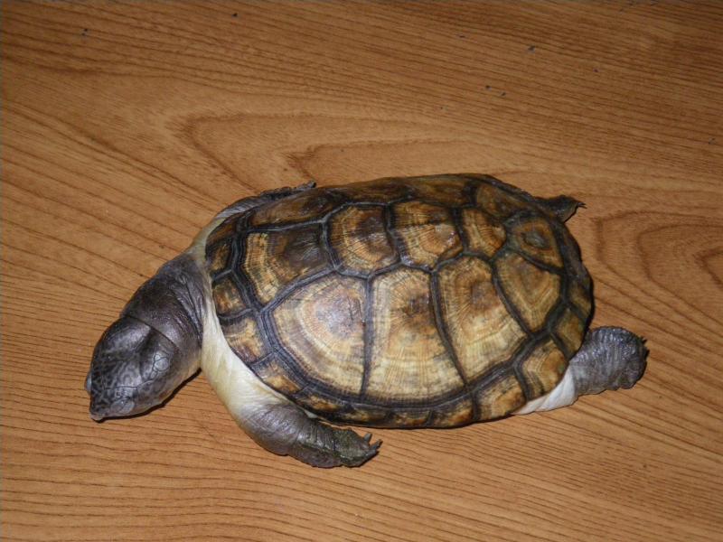 Ma tortue morte, toute gonflée — free download