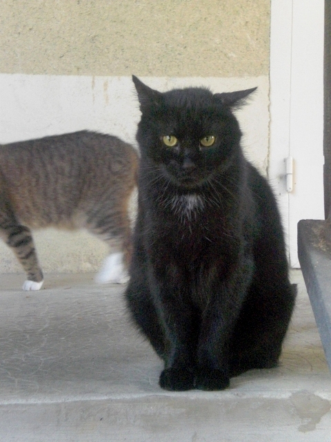 Jupiter, chat noir FIV+ 11ans - LES PACHAS Cimg0003-146a419