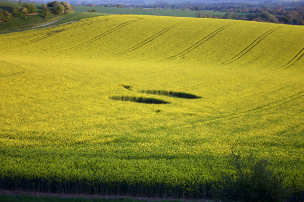 Crop Circle 2011  - Page 5 Gb883-282b69b