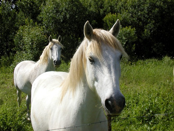 Les boxs (registre) Chevaux-3-2020cea