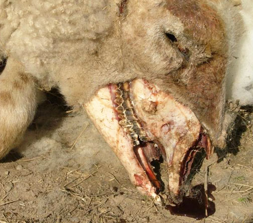 Mutilation de moutons à Shrewsbury Photo-06-1b1e5e8
