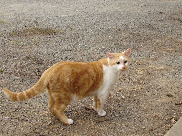 Marmelade chat roux et blanc aveugle cherche FA dpt 35/56/44 P8110012-1207058
