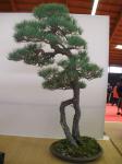 photos du festival international du bonsaï a saulieu Pa090038-213f480
