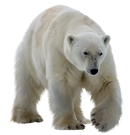 Tubes animaux Jb_polar_bear2-1--90c487