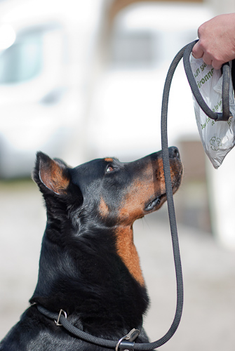 Uxane en agility Celinesdog-1-sur-3--2896835