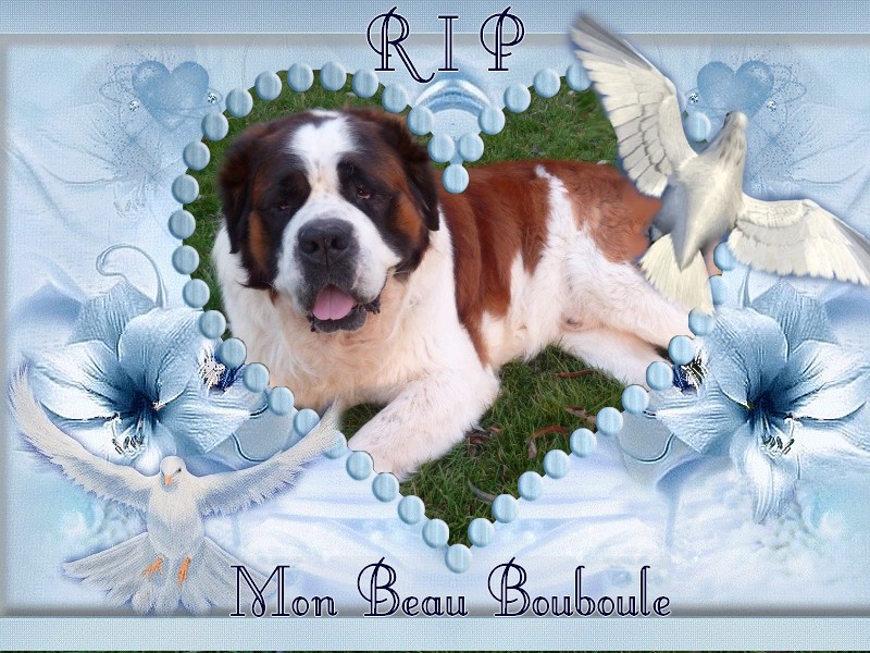 BOUBOULE mâle saint bernard 7 ans PB respiratoires - en pension dep 27 Boubou10-2857688