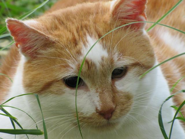Marmelade chat roux et blanc aveugle cherche FA dpt 35/56/44 Img_0086-1e48938