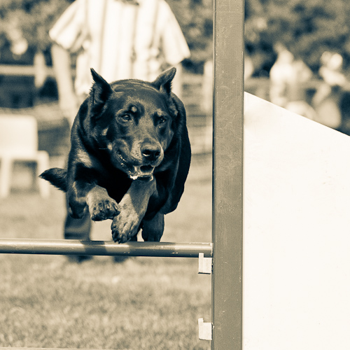 Uxane en agility Celinesdog-3-sur-3--289684b