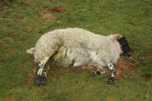 Mutilation de moutons à Shrewsbury Mute-mouton-gb-01a-1b0ea5c