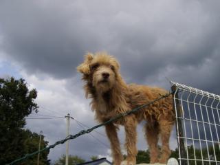 URGENCE POUR LES ANIMAUX DU REFUGE DE SALBRIS - 41 0016-666f9d