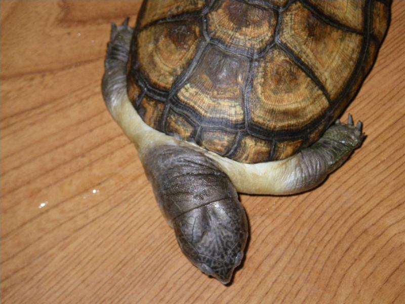 Ma tortue morte, toute gonflée Imgp0136-1898bcd