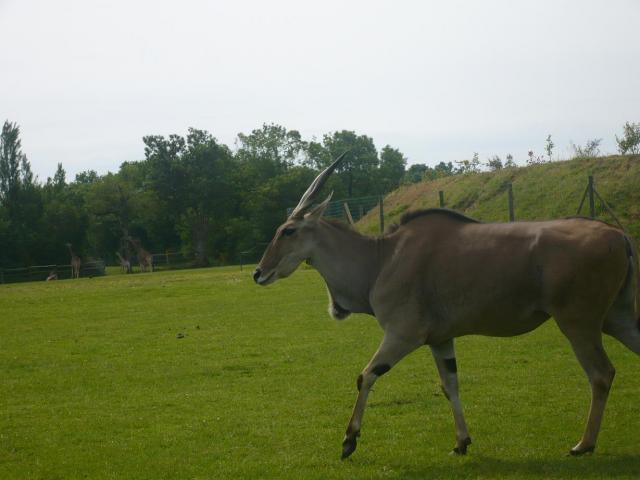 Zoo Planète Sauvage Tilanducap-f1f16e