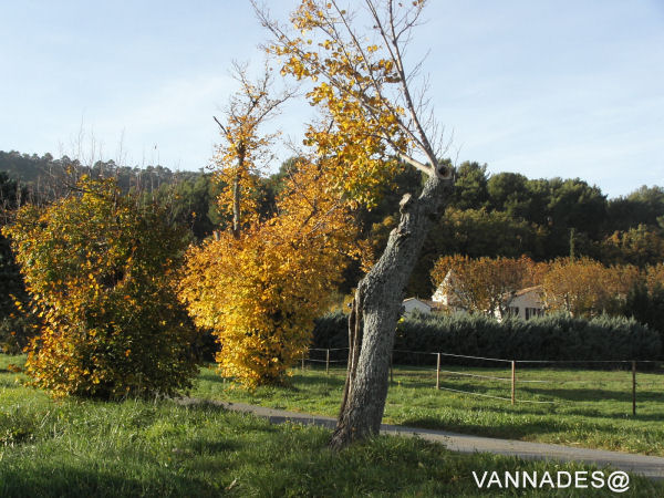 Couleurs d' automne de ma région ( var ) 18-156d02a