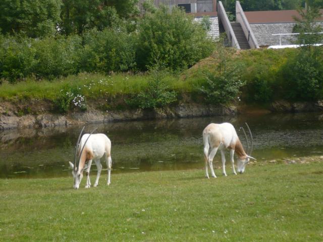 Zoo Planète Sauvage Oryx-f1f19a