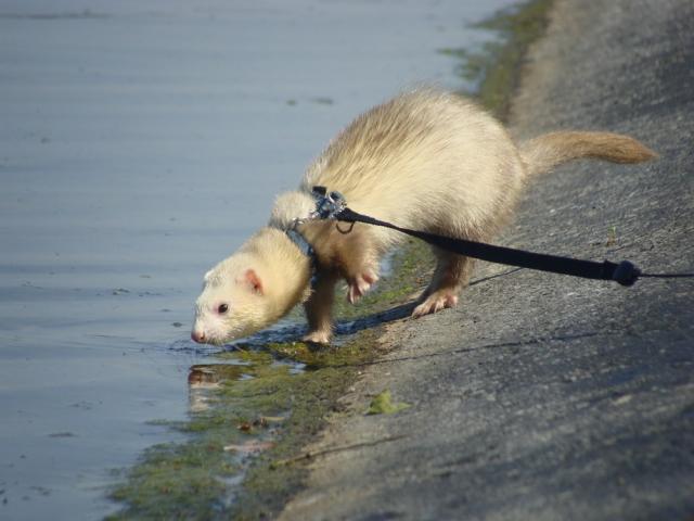 mon furet Loucka-fufu-63--130de6a