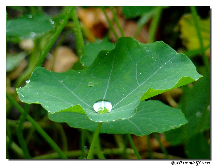 Tombe la pluie 20091008-007-13e6e2c