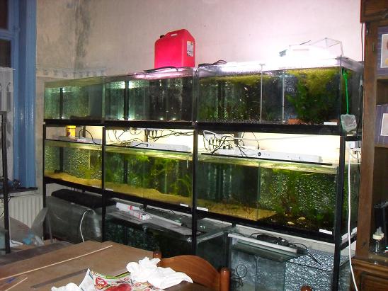 ma fishroom Sdc11542-1a6c2d6