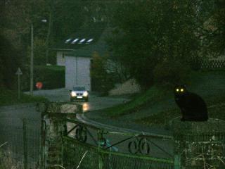Le chat noir la nuit rêve de souris blanches Chat-noir-fosses-7d9795