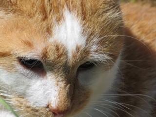 marmelade - Marmelade chat roux et blanc aveugle cherche FA dpt 35/56/44 Img_0057-1e489cc
