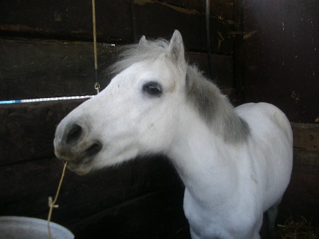 Quelques anciens chevaux de mon club Galou-1fe8c28