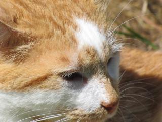 marmelade - Marmelade chat roux et blanc aveugle cherche FA dpt 35/56/44 Img_0056-1e489bd