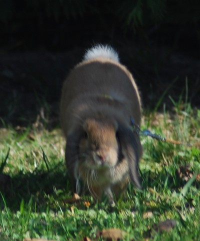 2 ime CONCOURS PHOTO : VOTRE LAPIN EN MOUVEMENT ! 7-80186b