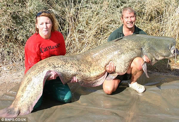 Mujer captura a monstruoso pez gato de 2,5 metros de largo Mujer-pesca-gran-pez2-1828ef8