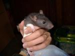 17 rats dans le limousin Dscf2144-697570