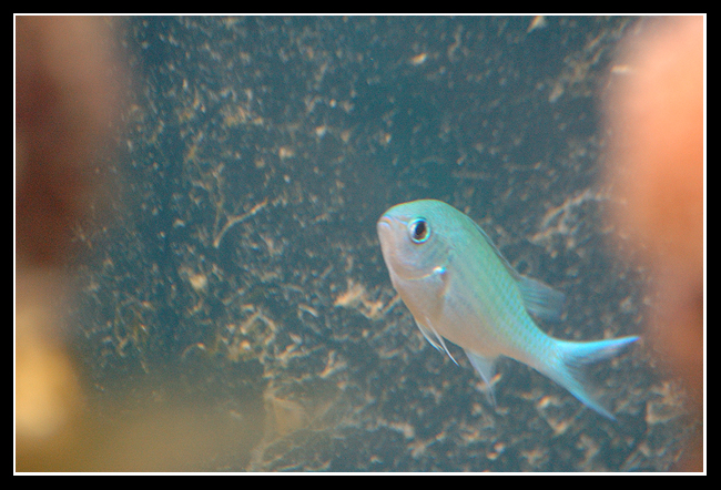 Petit bout de récif "at home" - Page 2 Chromis_viridis-f89c6d