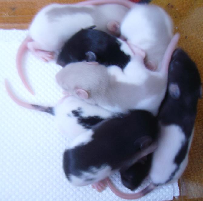 Ma Typhus et ses 7 petits A1-ratons-12j-002-efed5d