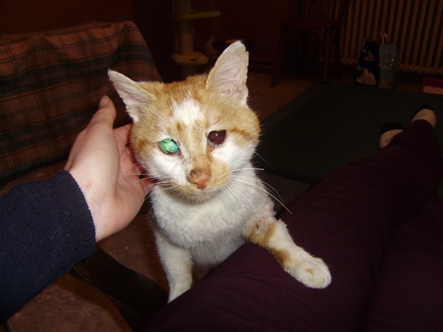 *Urgent Marmelade chat aveugle (C21/2) P4150053-d8a4ed