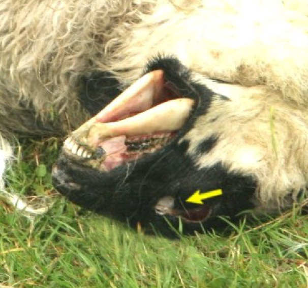 Mutilation de moutons à Shrewsbury Mute-mouton-gb-01-1b0ea4f
