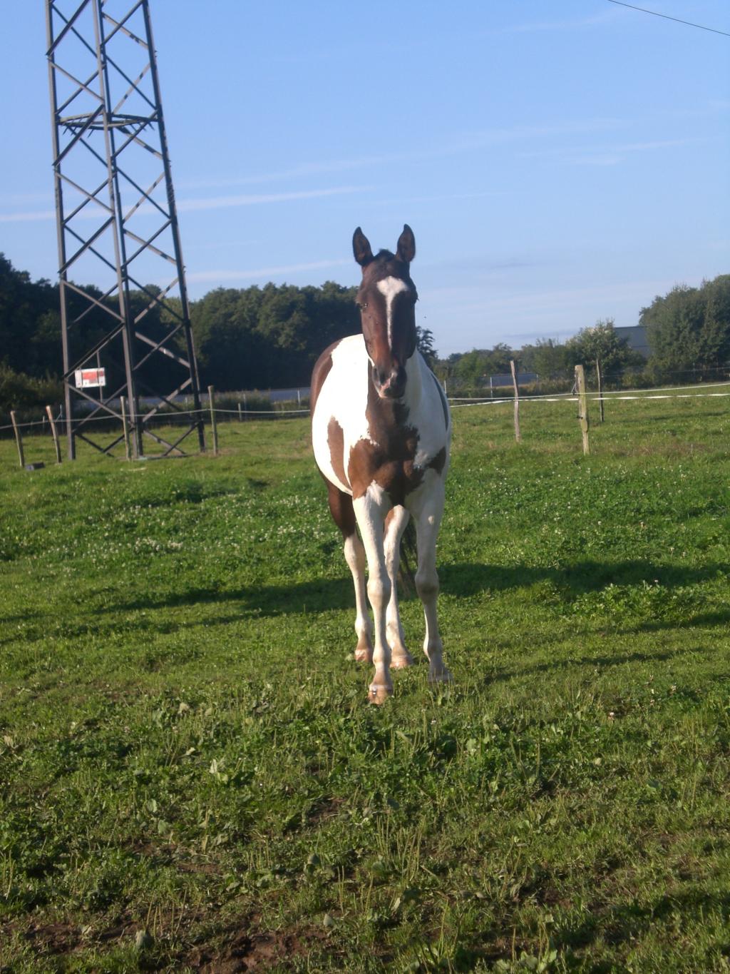 Pablo paint X arabian tobiano Cimg2989-6a90e1