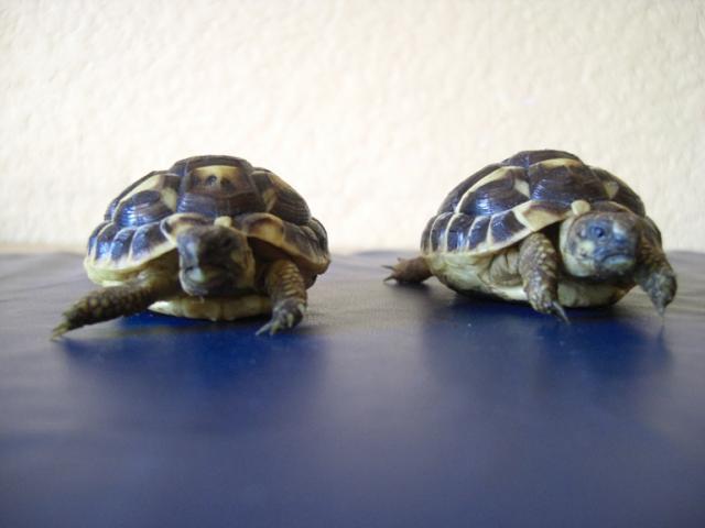 A IDENTIFIER MES  PEPETTES Tortues-2-d1b810