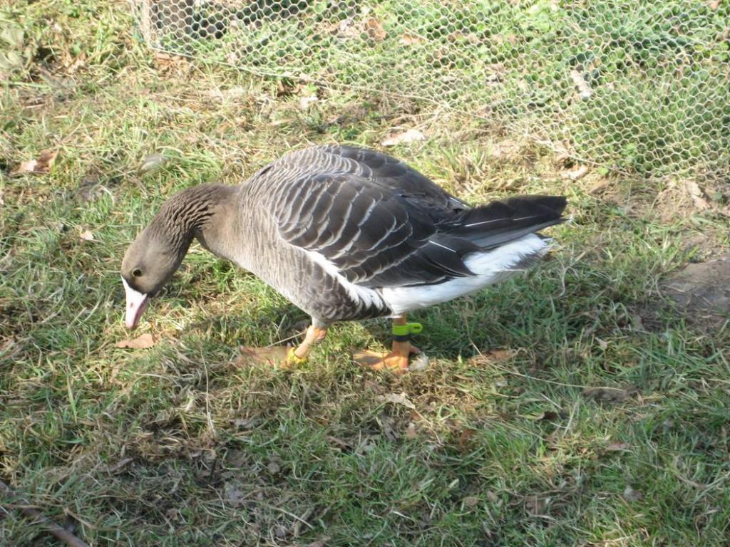 Mes canards et oies Jar-c7bcf3