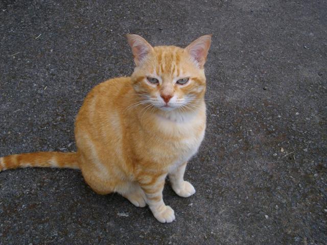 Gaston chat mâle roux et blanc + à la rue - dpt 56 Imgp0369-21901d6