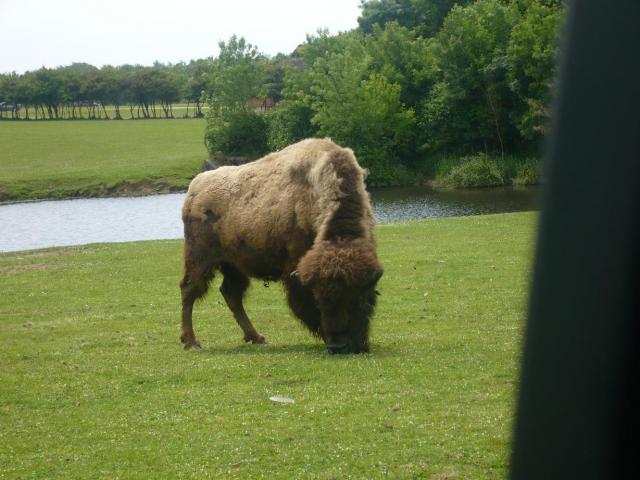 Zoo Planète Sauvage Bison-f1f143