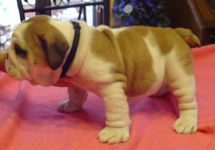 2 femelles et 3 males a reserver bulldog anglais Jaune-2--10b720d