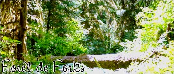 La forêt de Forks