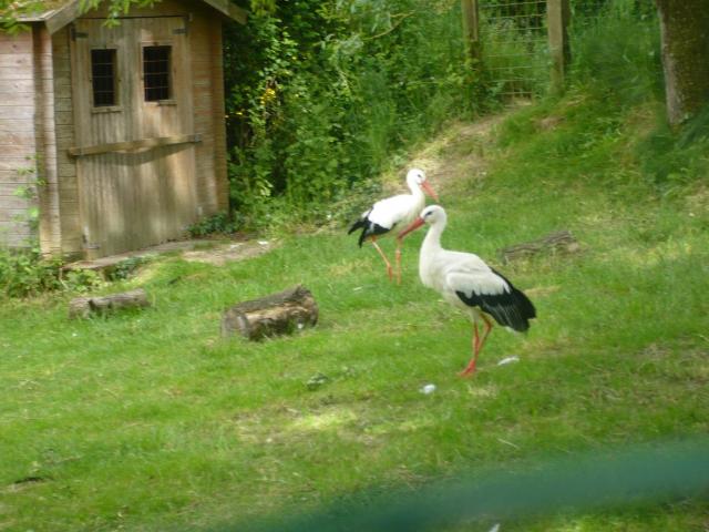 Zoo Planète Sauvage P1030560-f1f351