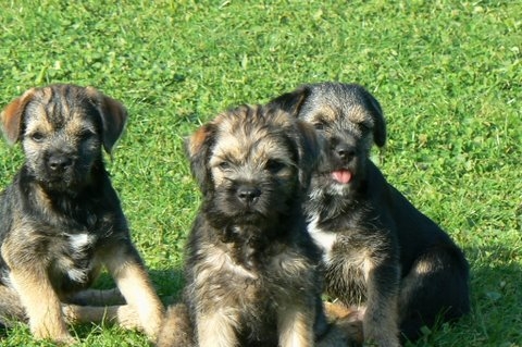 Le border terrier ♥♥♥ On-dit-le-trio-infernale-70e855