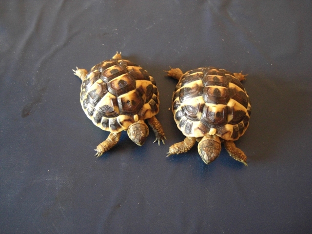 A IDENTIFIER MES  PEPETTES Tortues-1-d1b83e