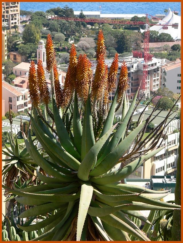 Aloés du jardin botanique de Monaco P1180518-1b4b8c7